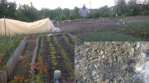 ЧЕРНУШКА ПОСАЖЕННАЯ  ПОД ЗИМУ И РЕЗУЛЬТАТ прекрасный. ДЕЛЮСЬ СВОИМ ПРОВЕРЕННЫМ ОПЫТОМ