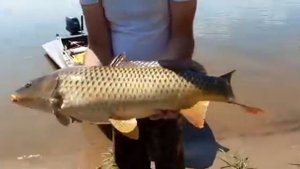 Поймал и отпусти сазана. Рыболовная база На Волгу.РФ Июль 2019