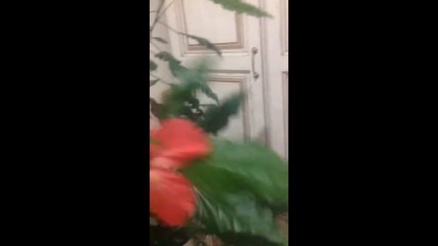 Мой красавец гибискус! смотреть онлайн