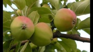 Как выбрать яблоню? Самые вкусные яблоки.