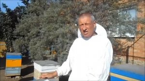 Болезни пчёл ,и как с ними бороться ?