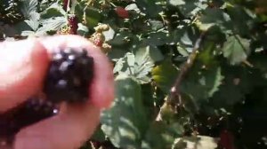 Как правильно собирать ежевику и тайберри