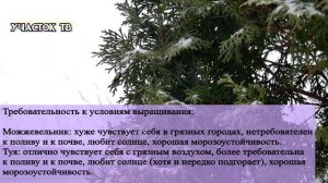 Что Лучше - МОЖЖЕВЕЛЬНИК или ТУЯ - Какие Хвойные Выбрать
