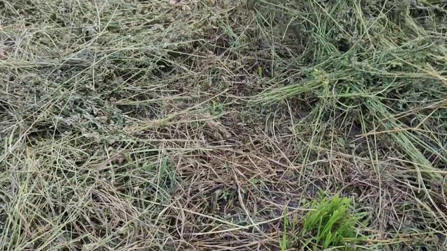 Люцерна Как собрать семена люцерны в домашних условиях Выращивание люцерны на семена Нужно ли? смотреть онлайн