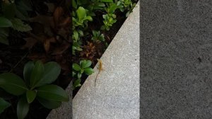 Североамериканский красногорлый анолис 2. Меняет цвет!