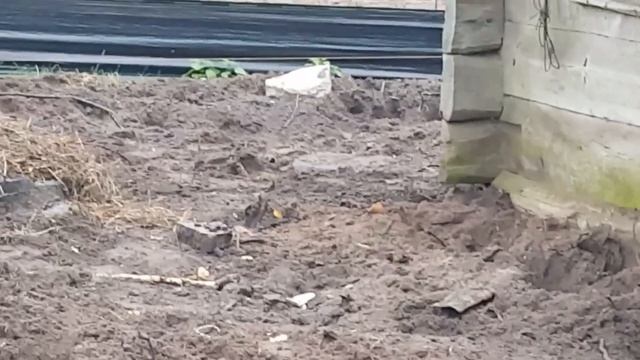 ИСТОРИИ ПРО ХУТОР В ЛЕСУ, ТЕХНИКУ И ПАСЕКУ. ЕЩЁ МИНУС ДВА ПОРОСЁНКА. смотреть онлайн