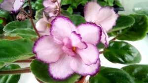 Silverglade Jingles 
фіалка стандарт