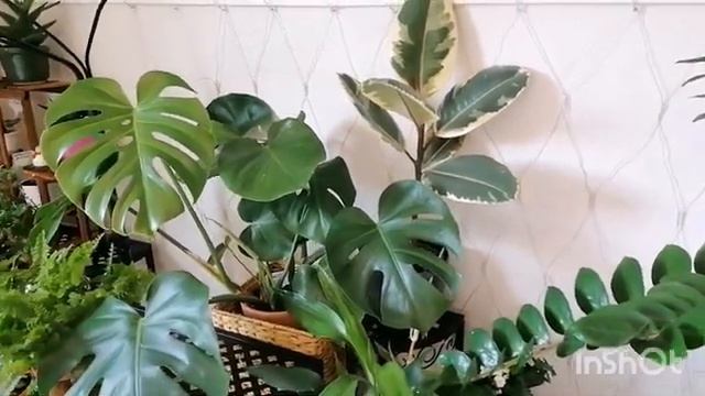 Комнатные цветы захламляют квартиры#растения #влог #цветы #уют #комнатныерастения #