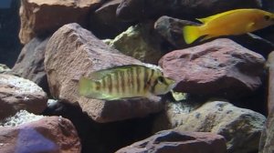 altolamprologus compressiceps golden head / Золотоголовый Альтолампрологус компрессицепс #2