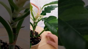 Филодендрон Ринг оф Файер.