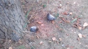 Как выглядят птенцы голубей