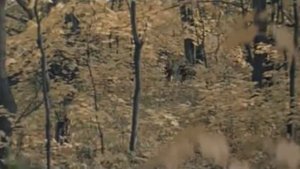 Красный конь. Песня из к/ф Ветер Странствий