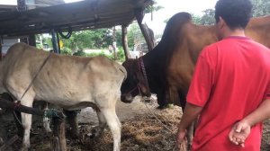 Cow Meeting New Style2020 Cow meeting Cow crossing Cow breeding Cow life village/ Animal Channel K