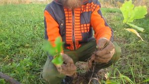 Лесопитомник Рысиных. Корневая система дуба