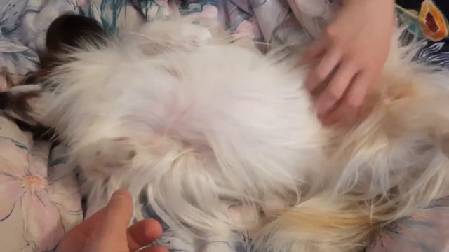 Папильон не хочет идти гулять смотреть онлайн