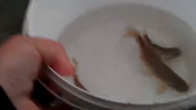 Матчевая рыбалка на карася 17.03.2015 смотреть онлайн