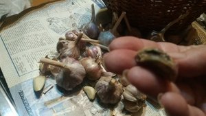 Почему зубчики чеснока липкие? Трипс на чесноке