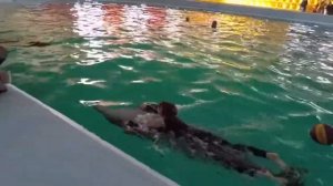 Дельфинарий - плавание с дельфинами в Трускавеце. Дельфины, дочка и папа - развлечение в дельфинари