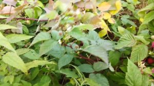 Малина Квелли, Кванза, Кримсон Найт, Жозефина, Поранна Роса, Марастар на 30сентября. Ульяновская об