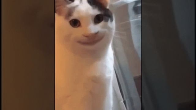 а вы тоже боитесь ? smiling cat