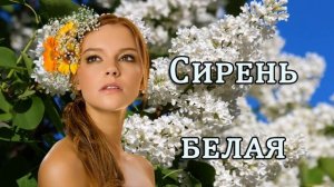 Замечательная, весенняя песня  -  Сирень белая - Светлана Тыщенко