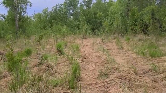 Жизнь S01 E05 Купили Землю Под Наш Дом В США. Штат Аляска. #америка смотреть онлайн