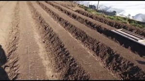 Делаем грядки для клубники сортов Крапо 10, Кабрилло, Мальга, Маригет