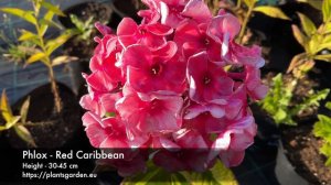 Phlox - Red Caribbean 4K
