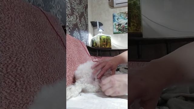 Роды той пуделя. смотреть онлайн