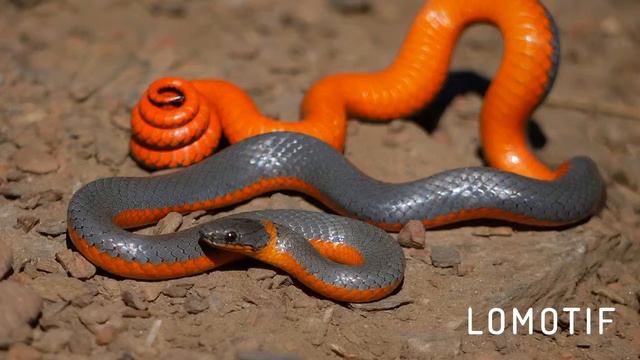 Топ-5  Вымерших змей