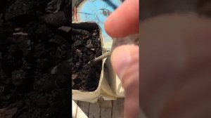 Как вырастить фисташковое дерево Часть 17