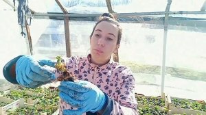 Размножение клубники делением куста