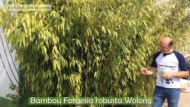 Fargesia robusta Wolong смотреть онлайн