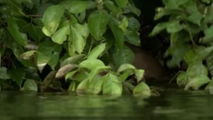 Охотятся на Кайманов и воюют с Ягуарами! Гигантские выдры — свирепые бразильские бандиты!