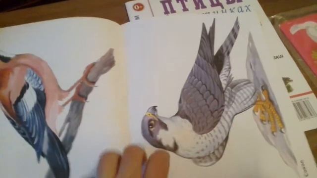 Окружающий мир с малышом. Изучаем птиц.4 пособия. Развитие речи. Логопед-дефектолог смотреть онлайн