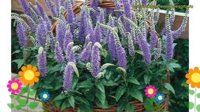 Вероника колосистая Блю боукет. Краткий обзор, описание характеристик veronica spicata Blue Bouquet смотреть онлайн