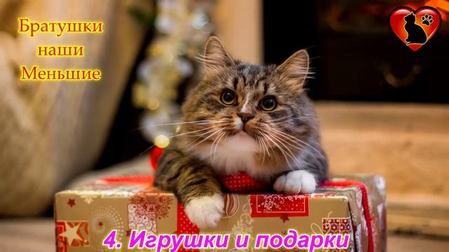 Как Кошки Говорят Нам Спасибо?! 9 признаков кошачьей благодарности! смотреть онлайн