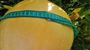 19-22 июля 2024 года.
Огород: гигантские тыквы, помидоры, кабачки, арбузы, дыни/Домашнее мороженое