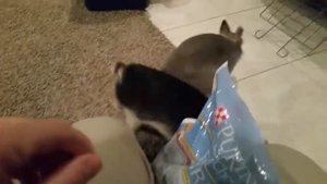 Декоративные кролики играют с хозяином