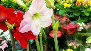 ??ЛЕРУА МЕРЛЕН??Появились ли Новинки???