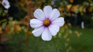 Panasonic Lumix DMC-LX100 4K macro test