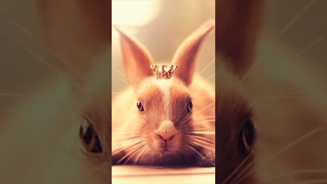 Милые фото с кроликами под музыку