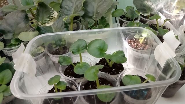 НУ ПОЧЕМУ ОНИ ПОГИБАЮТ !!! УСПЕХ ВЫРАЩИВАНИЕ ФИАЛКИ ИЗ ДЕТКИ !!! смотреть онлайн