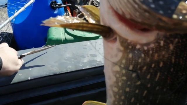 Богучанское водохранилище июль 2022