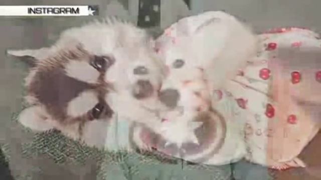 Фотографии хаски в одежде хозяев вызвали бурю умиления у Daily Mail смотреть онлайн