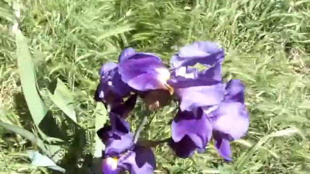 Purple Lily смотреть онлайн