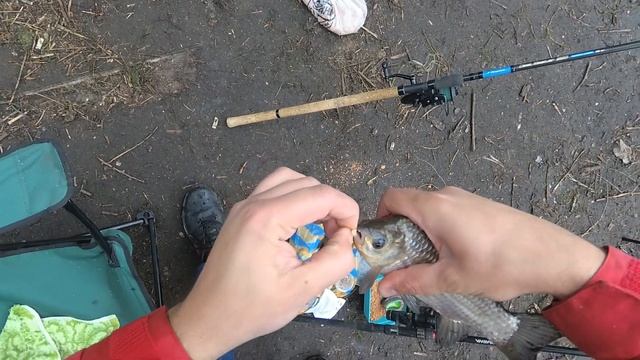 КРУПНЫЙ КАРАСЬ на реке Днепр. Ловля на  ФЛЭТ метод.