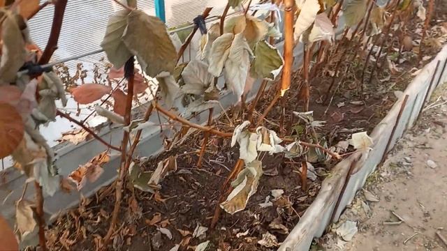 Укрытие  малины "Маравилла" в теплице на зиму.