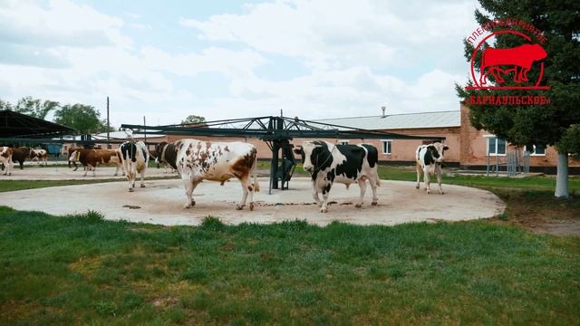 Головной центр по воспроизводству сельскохозяйственных животных | ГЦВ смотреть онлайн