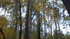 Бродит осень рыжей кошкой :)